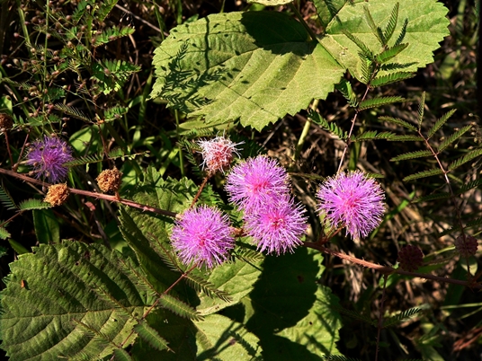 {Mimosa microphylla}